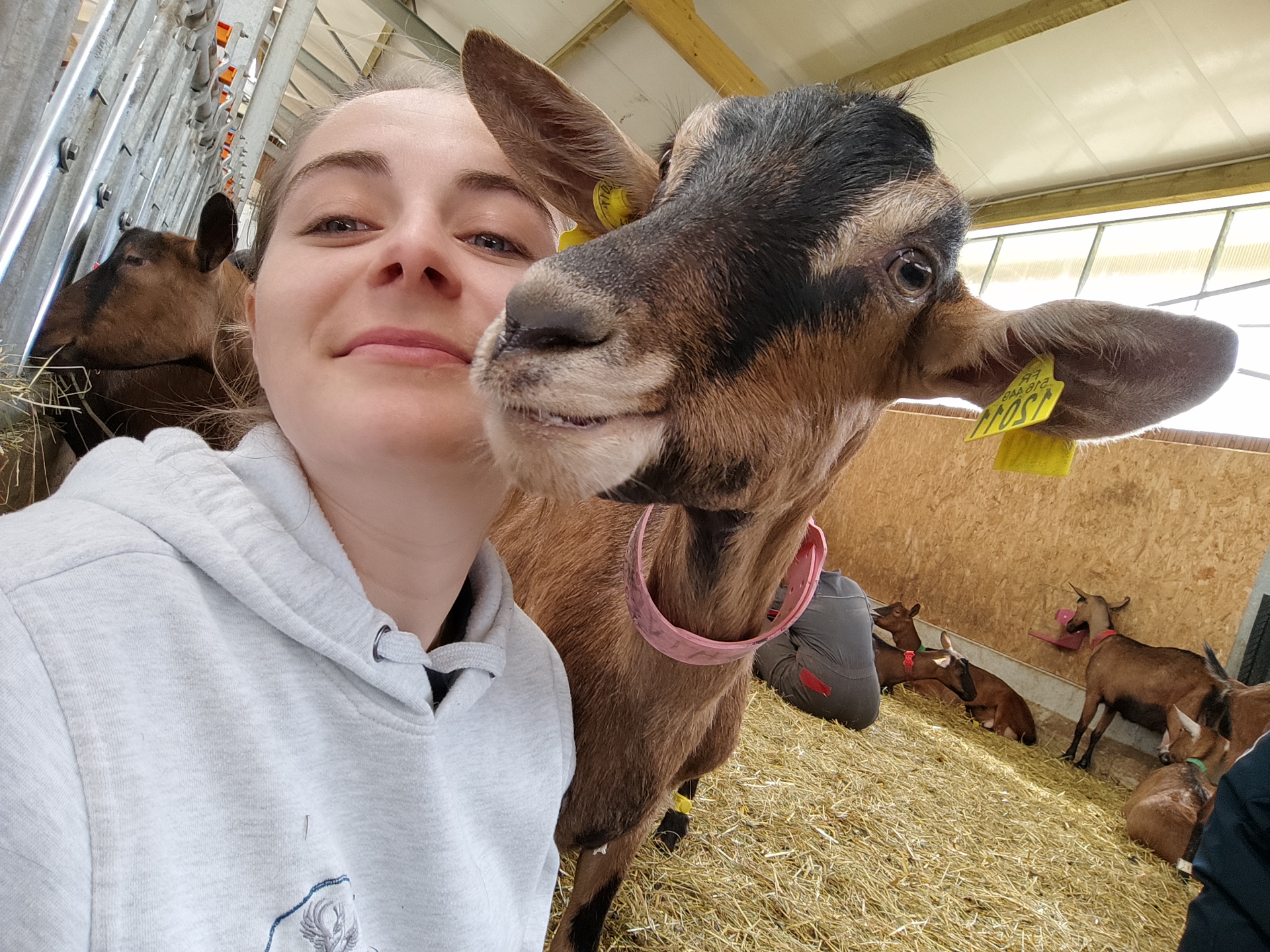 Jennifer Wach avec une chèvre — ostéopathe animalier